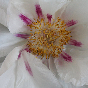 American lutea hybrid peony or 'Moutan Peony'
