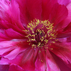 Paeonia suffruticosa 'Shiunden'