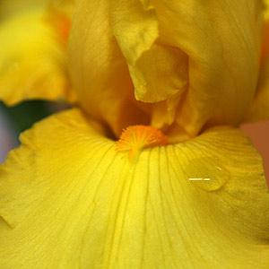 Yellow Bearded Iris