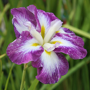 Japanese Iris