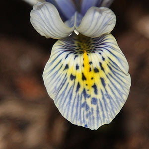 Iris reticulata 'Katharine Hodgkin'