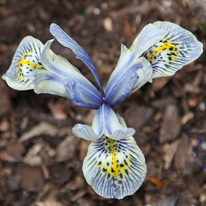 Iris reticulata 'Katharine Hodgkin'