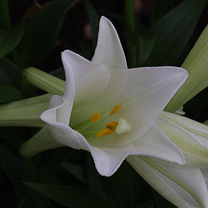 Lilium longiflorum the White Trumpet Lily