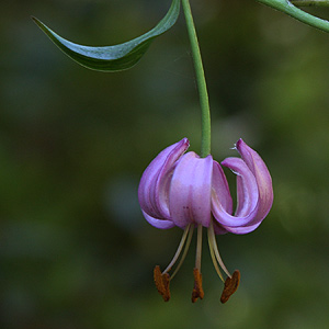 Lilium martagon with Pink Flowers