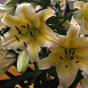 Conca d' Or' Orienpet Hybrid Lilium