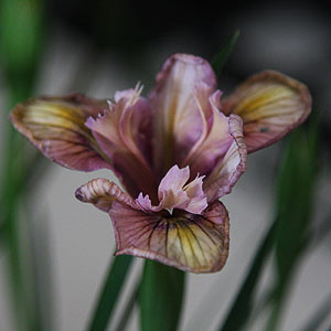 Pacific Coast Iris