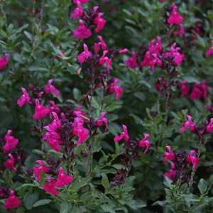 Salvia A wonderful flowering Perennial Plant