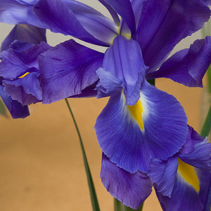 Dutch Iris
