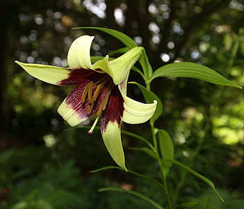 lilium-nepalense