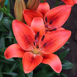 Asiatic Lilies