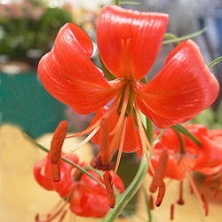 Lilium pumilum