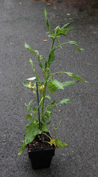 heirloom tomato variety 'Stupice' started from seed indoors