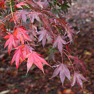 Japanese Maple - Fall Foliage