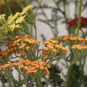 Achillea Flowers