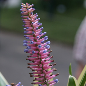 Aechmea gamospela the MatchstickPlant