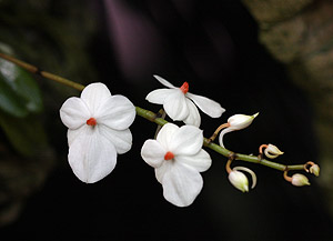 Aerangis Orchid Flower
