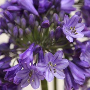 Agapanthus Flower