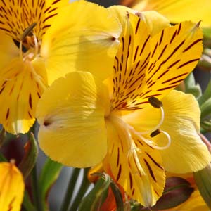 Alstroemeria flower