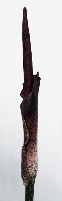 amorphophallus rivieri konjac