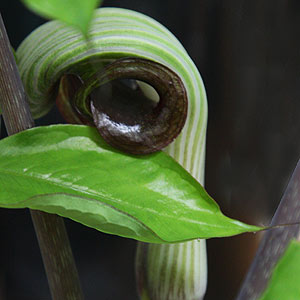 Arisaema ringens Arisaema ringens