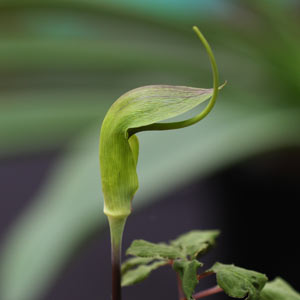 Arisaema tortuosum