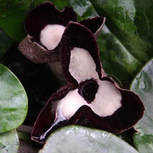Asarum maximum 'Ling Ling'