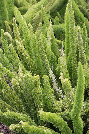 Asparagus densiflorus 'meyersii'