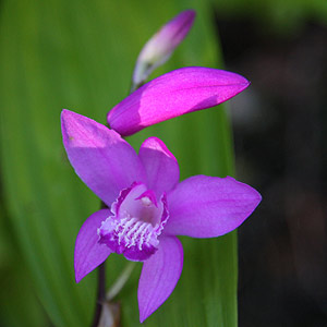 Purple flowering Bletilla striata