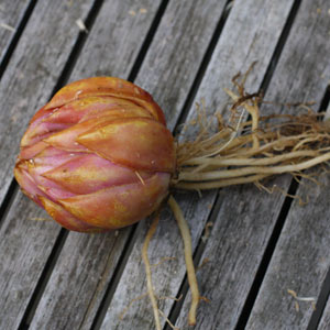 Bulb ready for planting