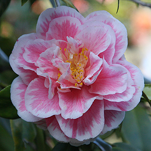 Camellia japonica 'Hikarugenji'