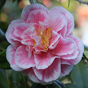 Camellia japonica 'Hikarugenji'