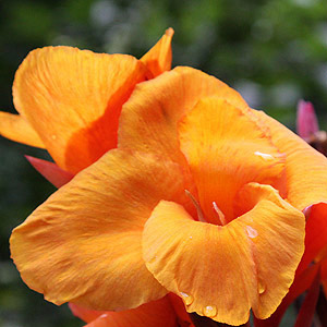 canna lily flower