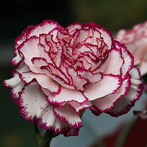 Carnation Flower