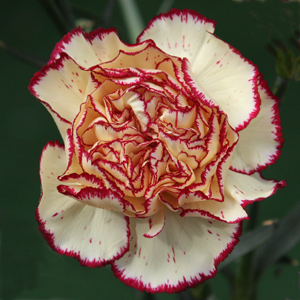 Yellow Carnation with red Ruffles