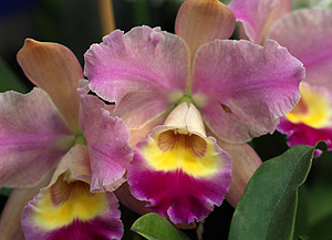 Cattleya Orchid Flower