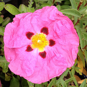 Pink Flowering Cistus