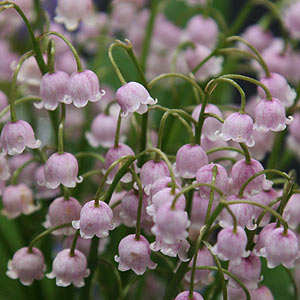 Convallaria majalis rosea Pink Lily of the Valley