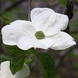 Cornus x Eddies White Wonder