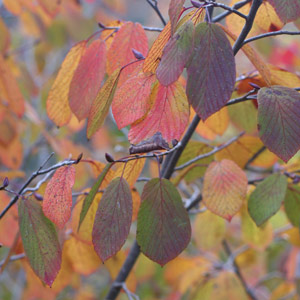 Corylopsis