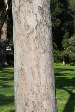 Corymbia citriodora (Lemon Scented gum)