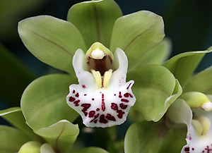 Cymbidium Orchid Flower