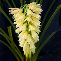 Cymbidium elegens