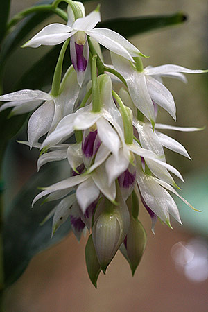 Dendrobium amethystoglossum