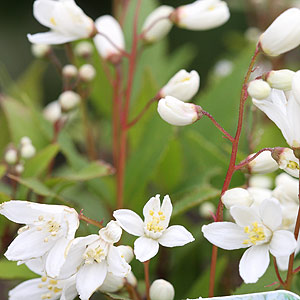 Deutzia gracilis'Nikko'