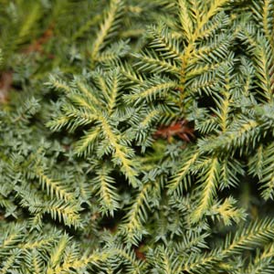 Dwarf Conifer