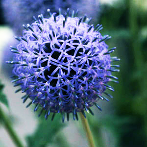Echinops ritro