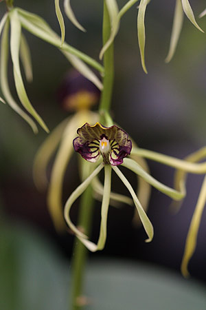 Encyclia cochleata Orchid Flower