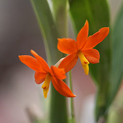 Encyclia-vittelina