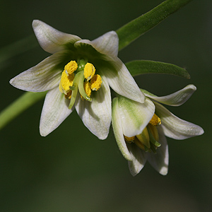 Fritillaria liliacea