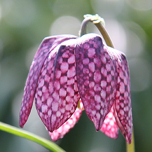 Fritillaria meleagris (snakes head fritillary)